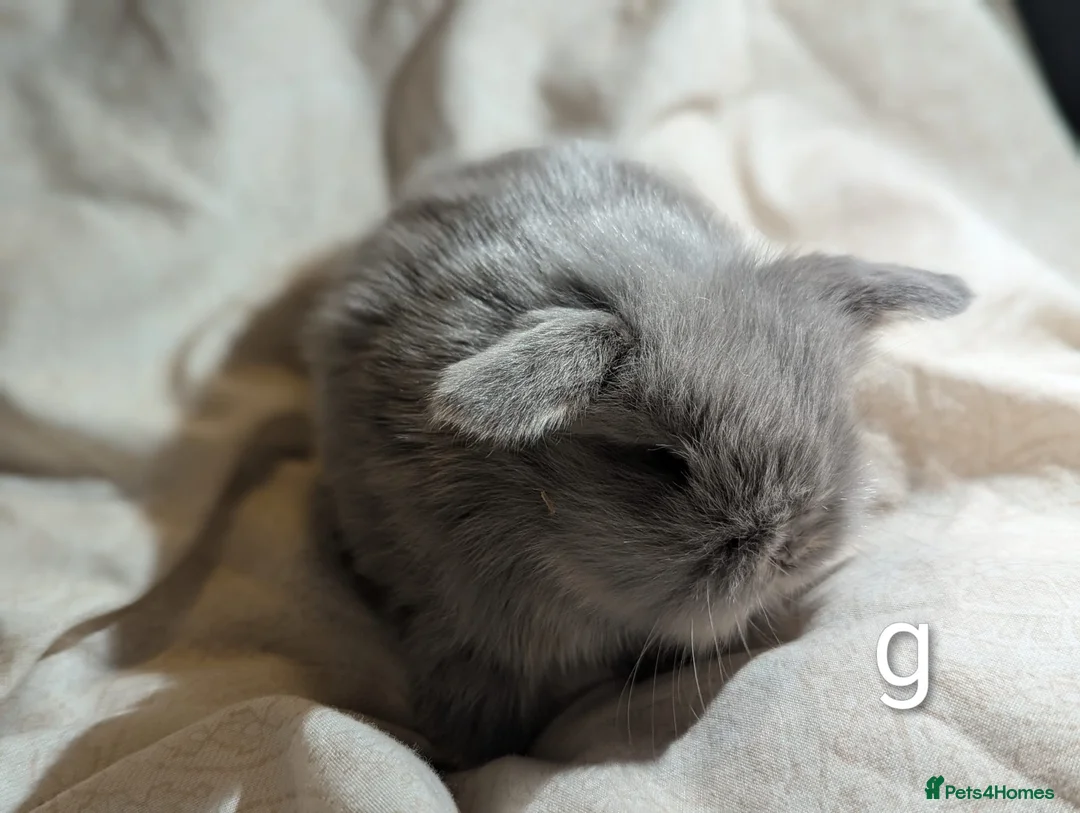 Mini Lion Lop rabbits for sale: Single main lion lops - Advert 2