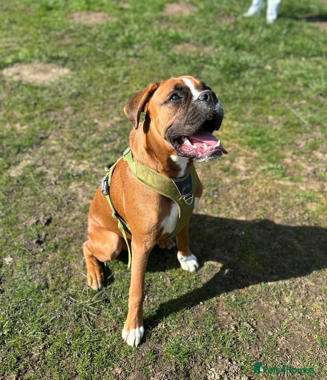 Boxer dogs 7 month old male Boxer puppy for sale - Advert 1