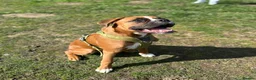 Boxer dogs for sale: 7 month old male Boxer puppy for sale - Advert 1