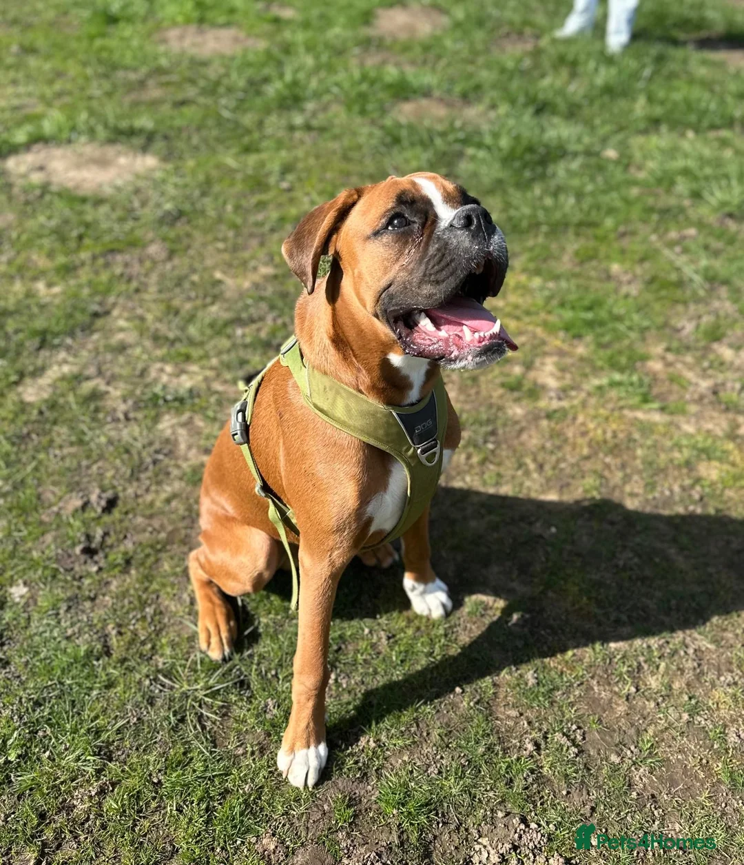 Boxer dogs for sale: 7 month old male Boxer puppy for sale - Advert 1