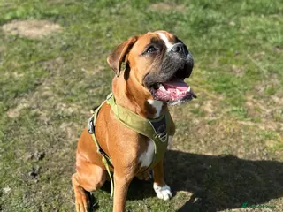 Boxer dogs 7 month old male Boxer puppy for sale - Advert 5