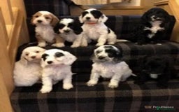 Toy Poodle dogs for stud: Tri Coloured Toy and Miniature studs in Northallerton - Image 26