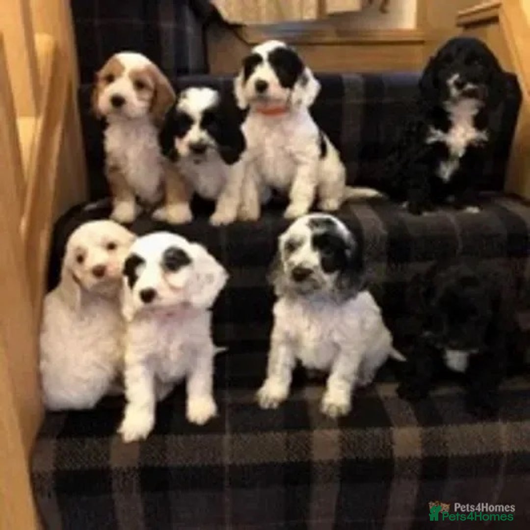 Toy Poodle dogs for stud: Tri Coloured Toy and Miniature studs in Northallerton - Image 26