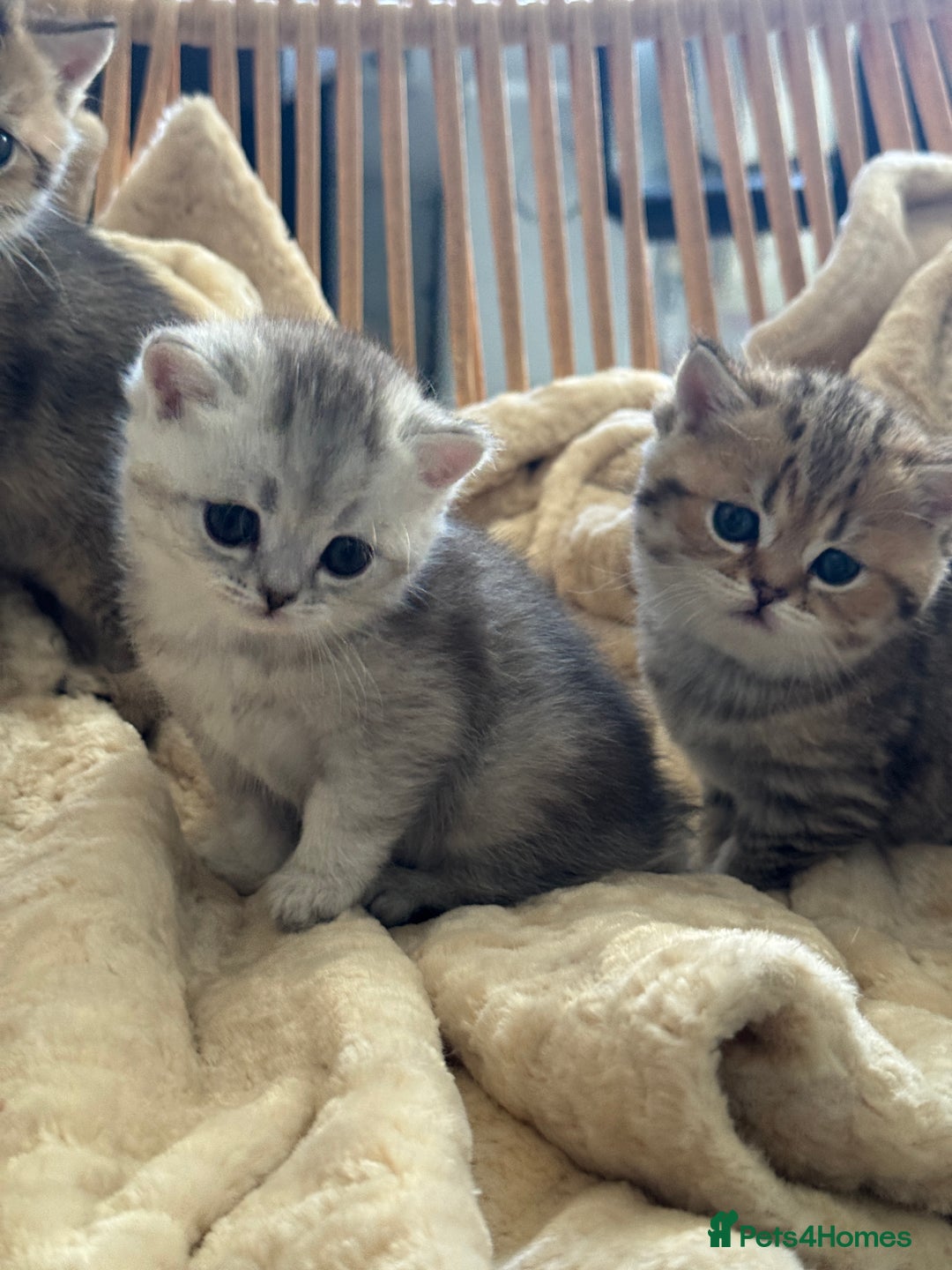 British Shorthair cats for sale: 2 Outstanding BSHLitter Chinchilla &Classic Lines) - Advert 31