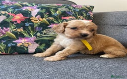 Cavapoo dogs for sale: Wonderful beautiful f1 champagne cavapoo babies  - Image 20