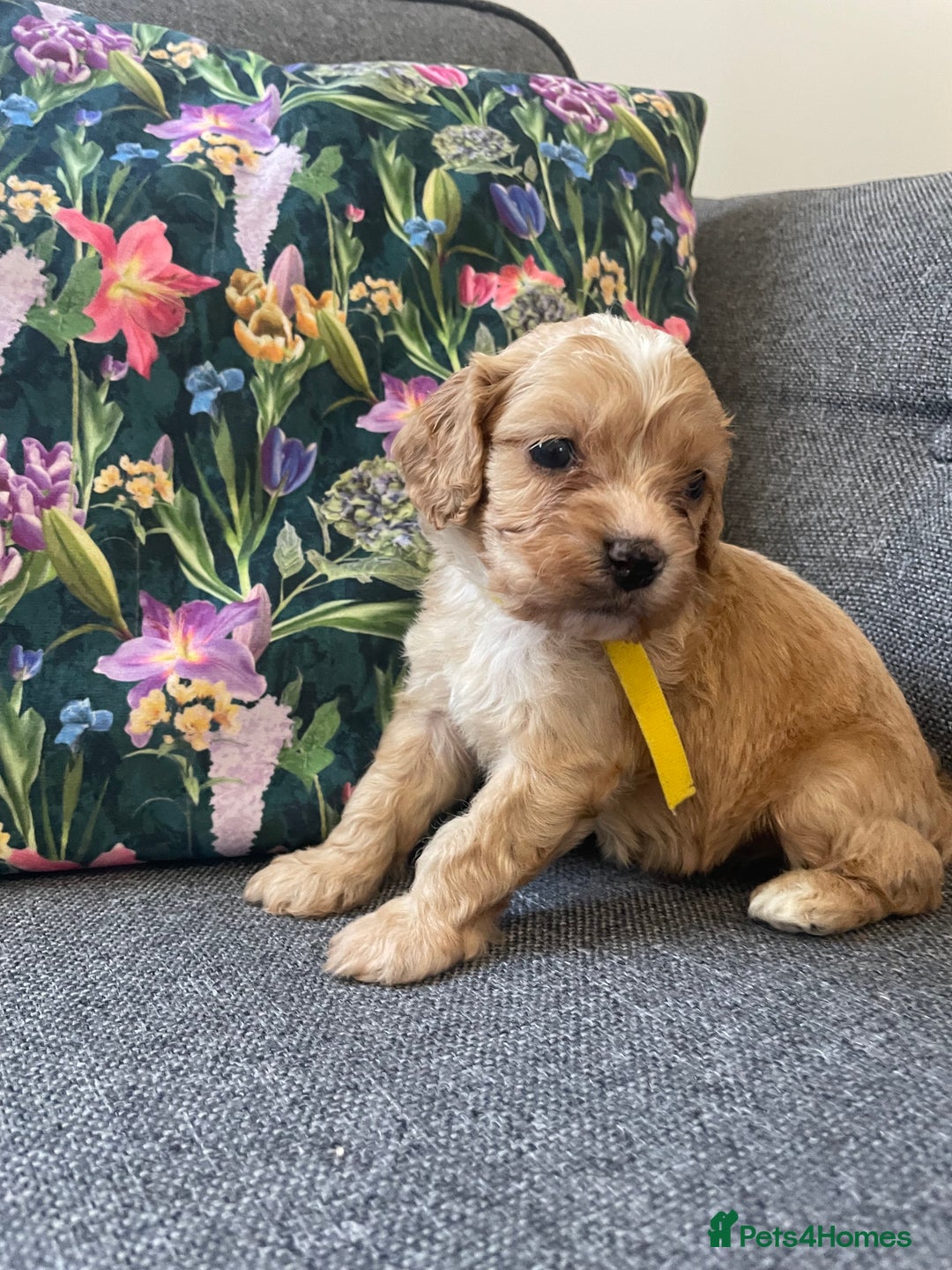 Cavapoo dogs for sale: Wonderful beautiful f1 champagne cavapoo babies  - Image 20