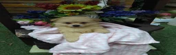 Pomeranian dogs for sale: Stunning palmeranian puppies for sale 8 weeks old. - Advert 18