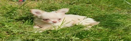Chihuahua dogs for sale: Tiny tiny chihuahua girls  for sale  - Advert 18