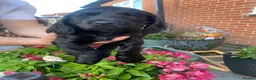 Sprocker dogs for sale: Sprocker x cocker spaniel  - Advert 3