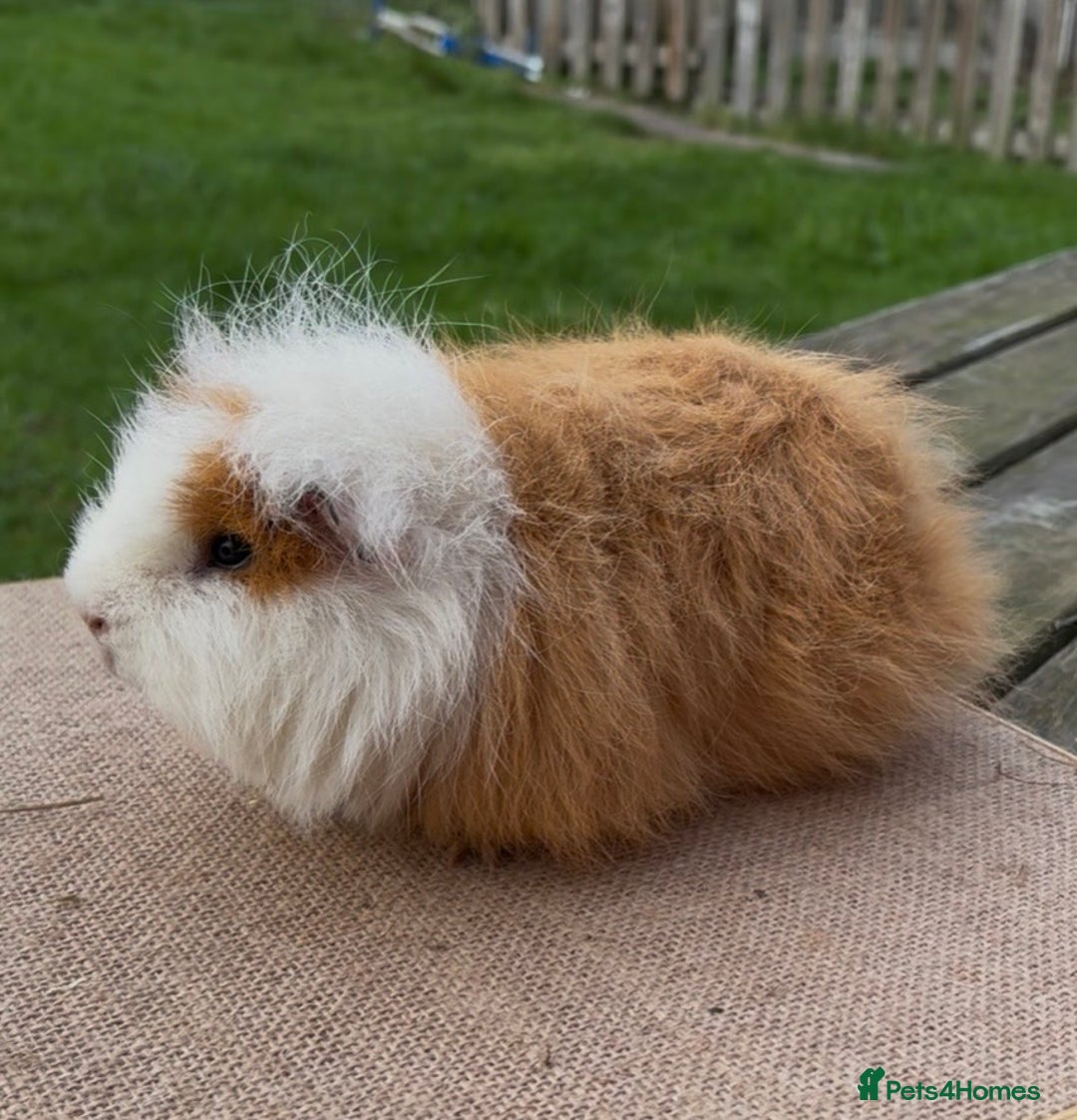 Guinea Pig rodents for sale: Swiss boar 5 months - very well handled  - Advert 3