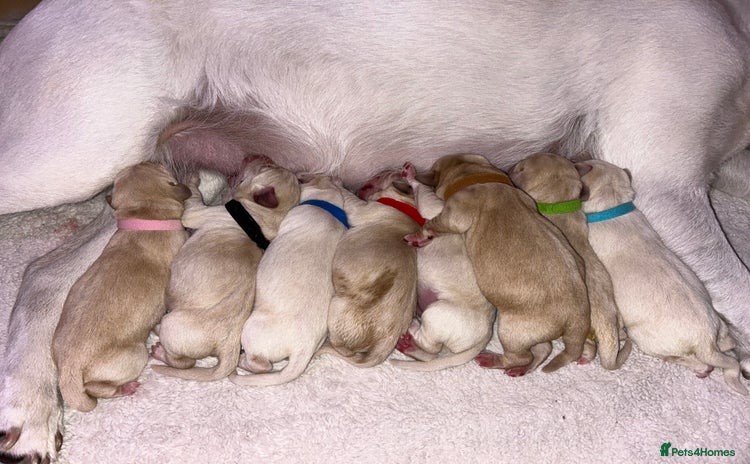 Labrador Retriever dogs - Advert 6