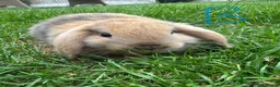 Mini Lop rabbits for sale: Mini Lop Rabbits For Sale  - Advert 18