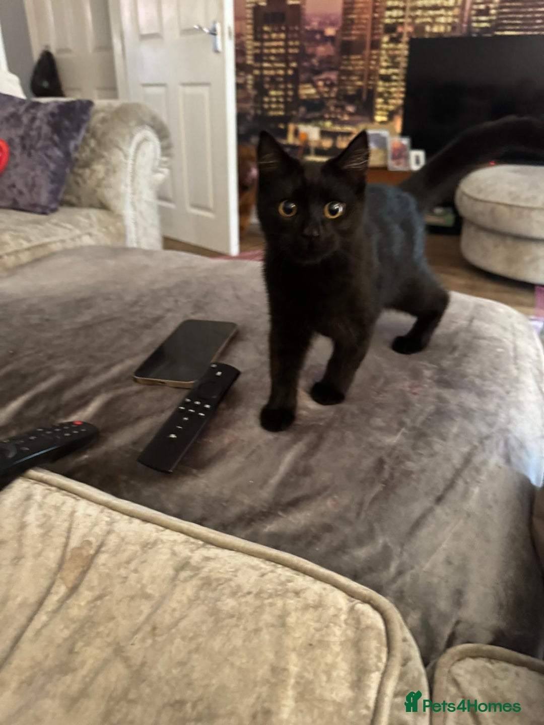 British Shorthair cats for sale: 1 Grey and 2 Black kittens - Image 5