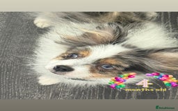 Pomeranian dogs for sale: 🩵👀1 In A Million SKY 🩵 BLUE EYES 🧸 POM😍👀🏆  in London - Image 9