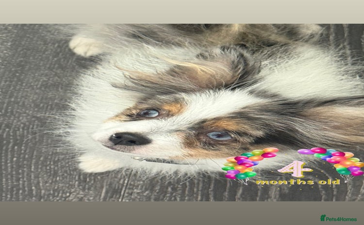 Pomeranian dogs in London - Advert 1