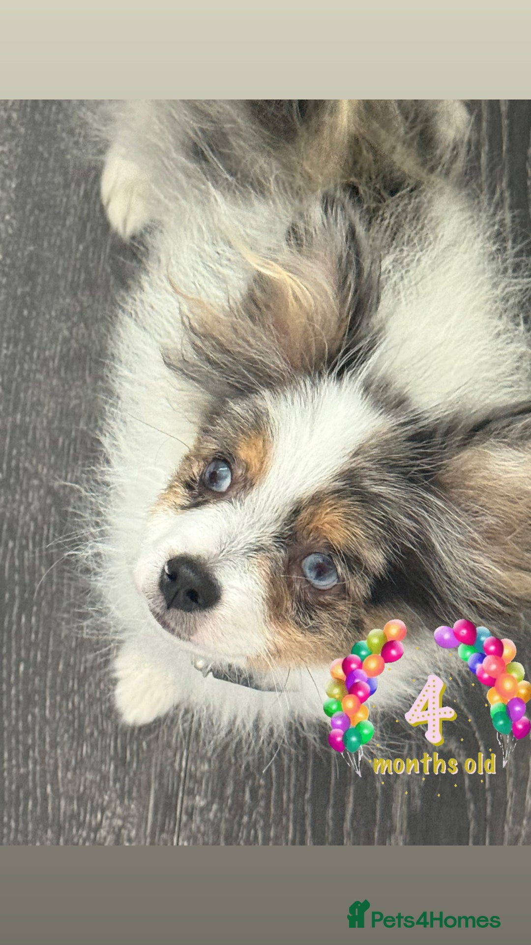 Pomeranian dogs for sale: 🩵👀1 In A Million SKY 🩵 BLUE EYES 🧸 POM😍👀🏆  in London - Image 9
