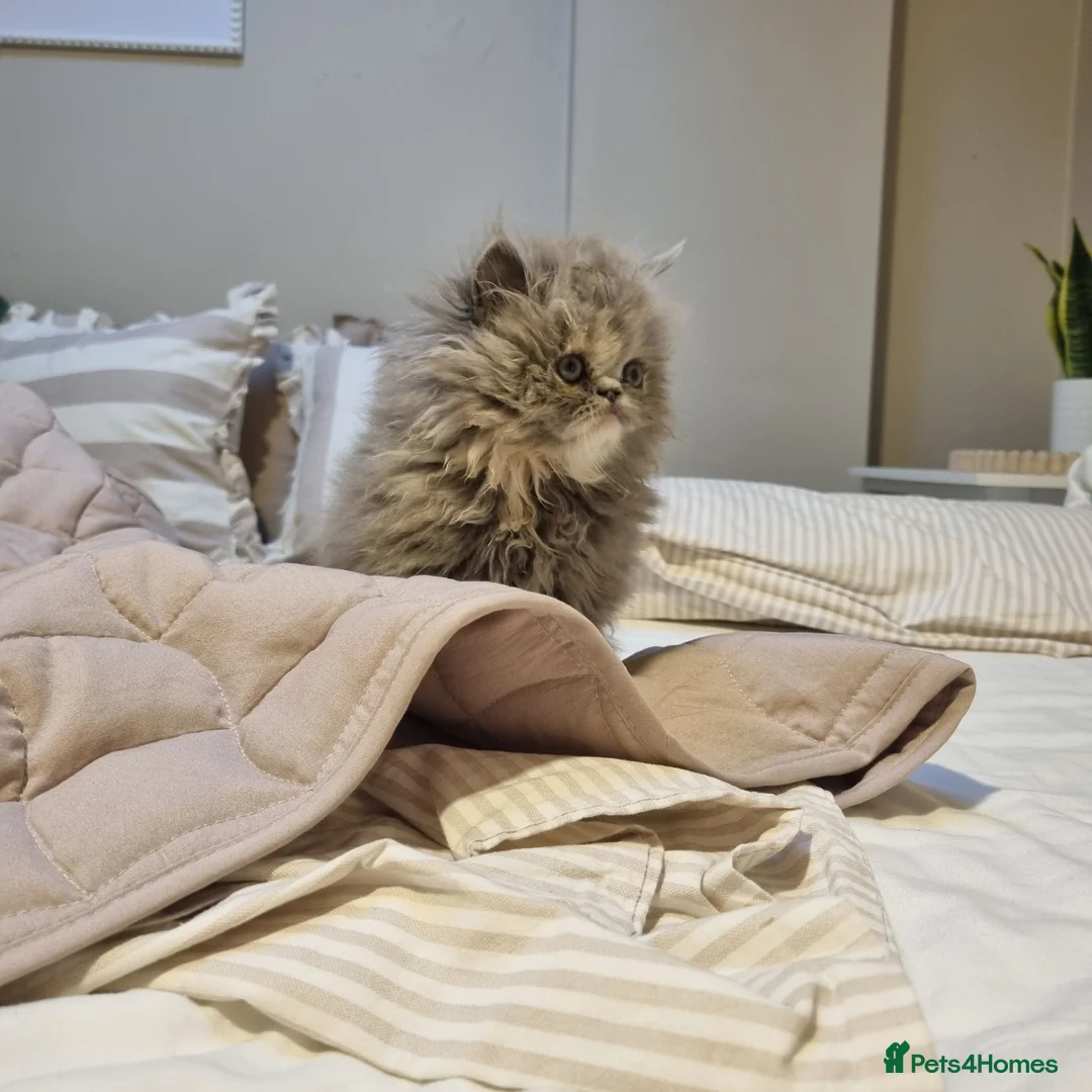 Persian cats for sale: Beautiful cream persian babies  - Advert 2