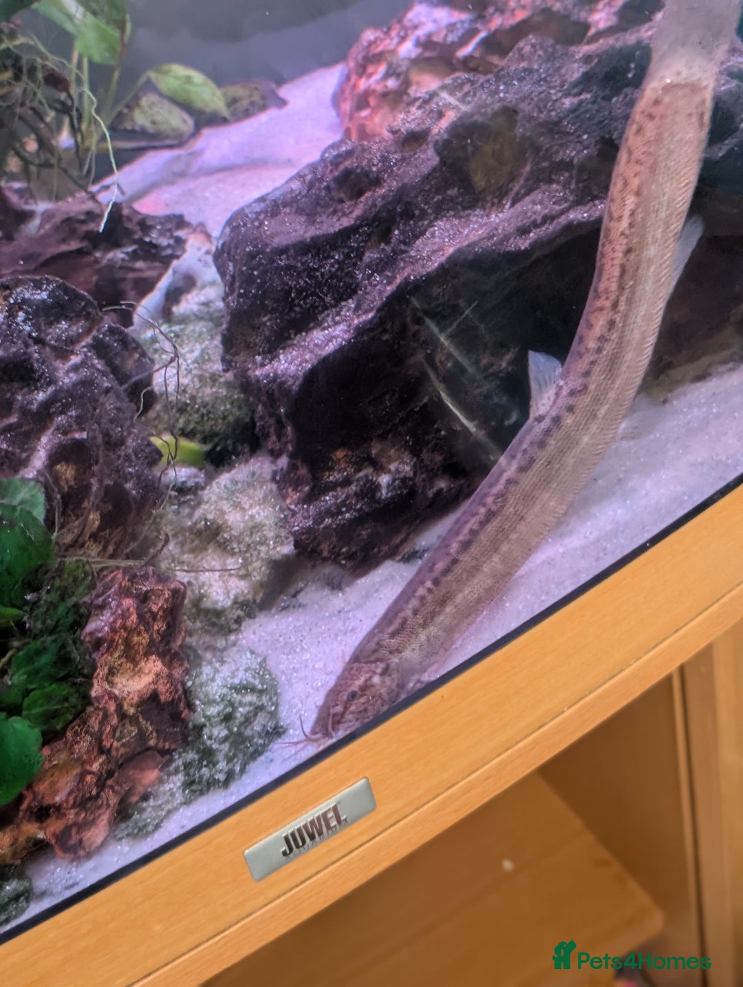 Loaches fish for sale: Fully Grown Weather loach - Image 3