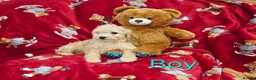 Cockapoo dogs for sale: ⚜️Pure Quality Cockapoos ⚜️ - Advert 18