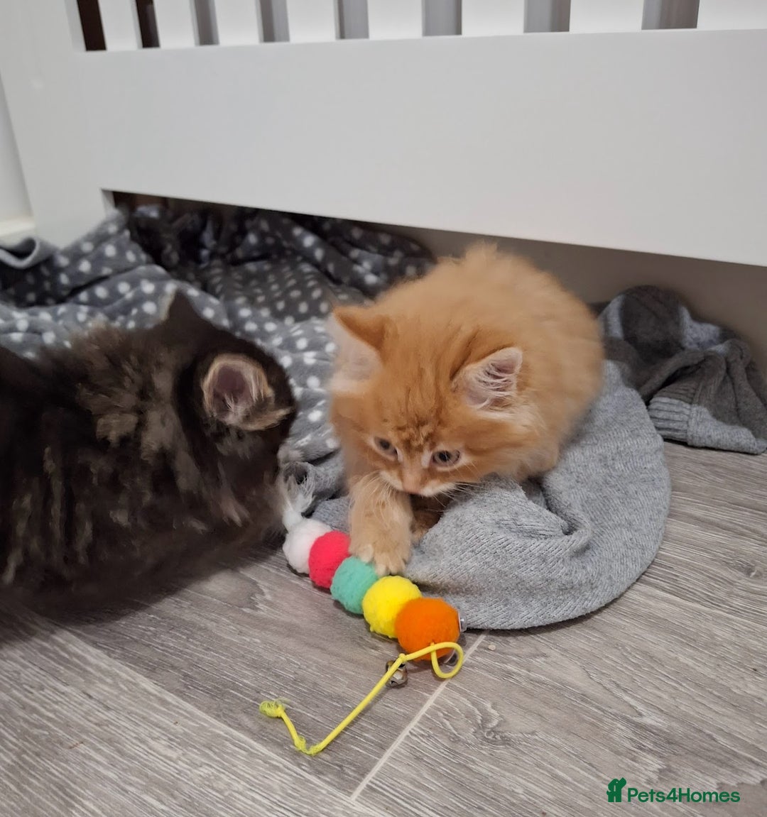 Maine Coon cats for sale: Absolutely Stunning Part Maine Coon Kittens - Advert 18