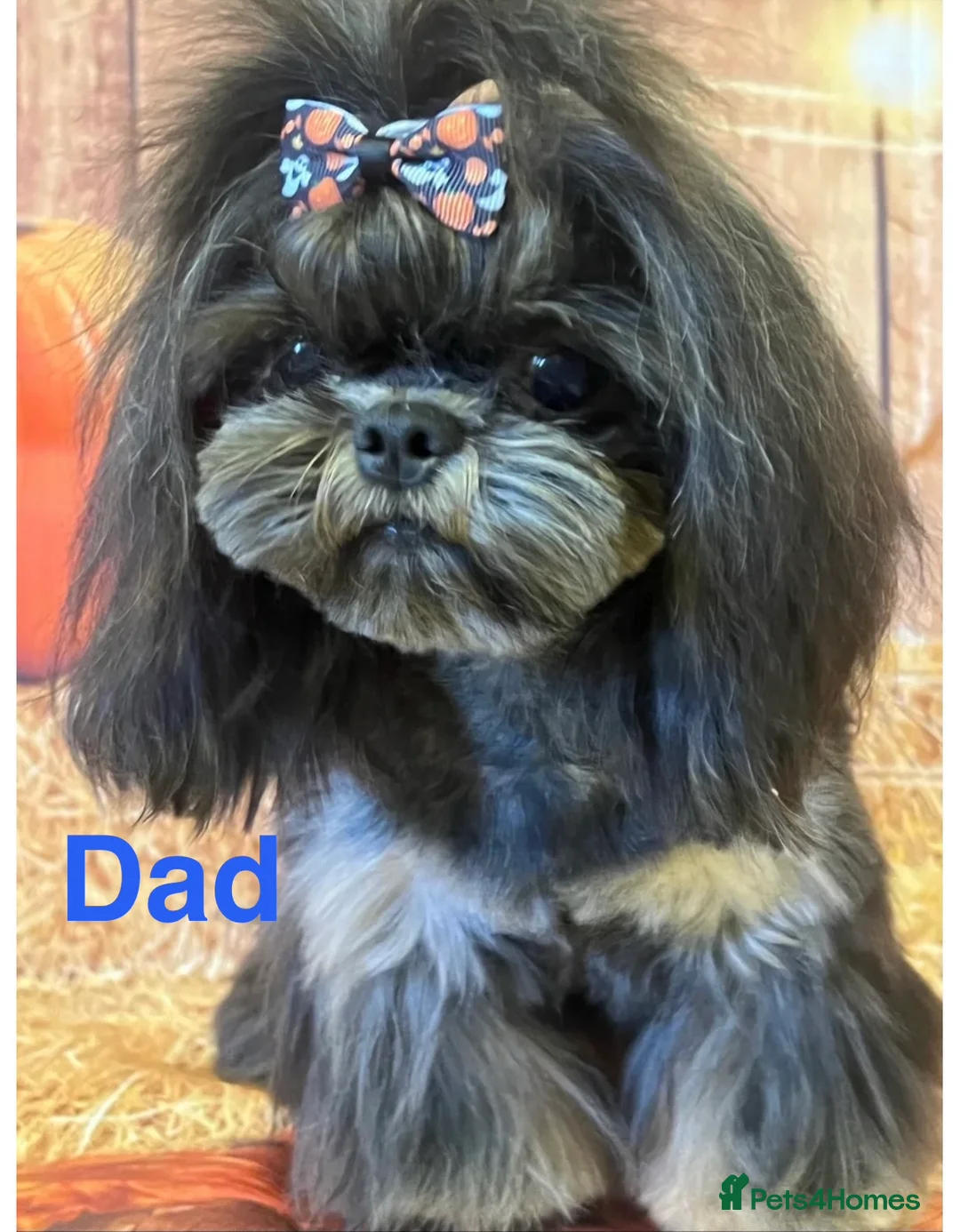 Shih Tzu dogs for sale: Imperial Shih Tzu babies  - Advert 9