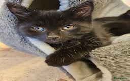 Mixed Breed cats for sale: 3 playful kittens  - Image 6