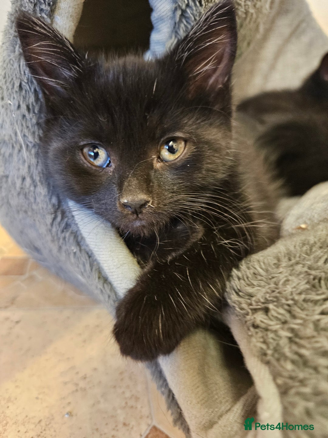 Mixed Breed cats for sale: 3 playful kittens  - Image 6