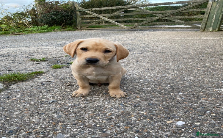 Labrador Retriever dogs - Advert 1