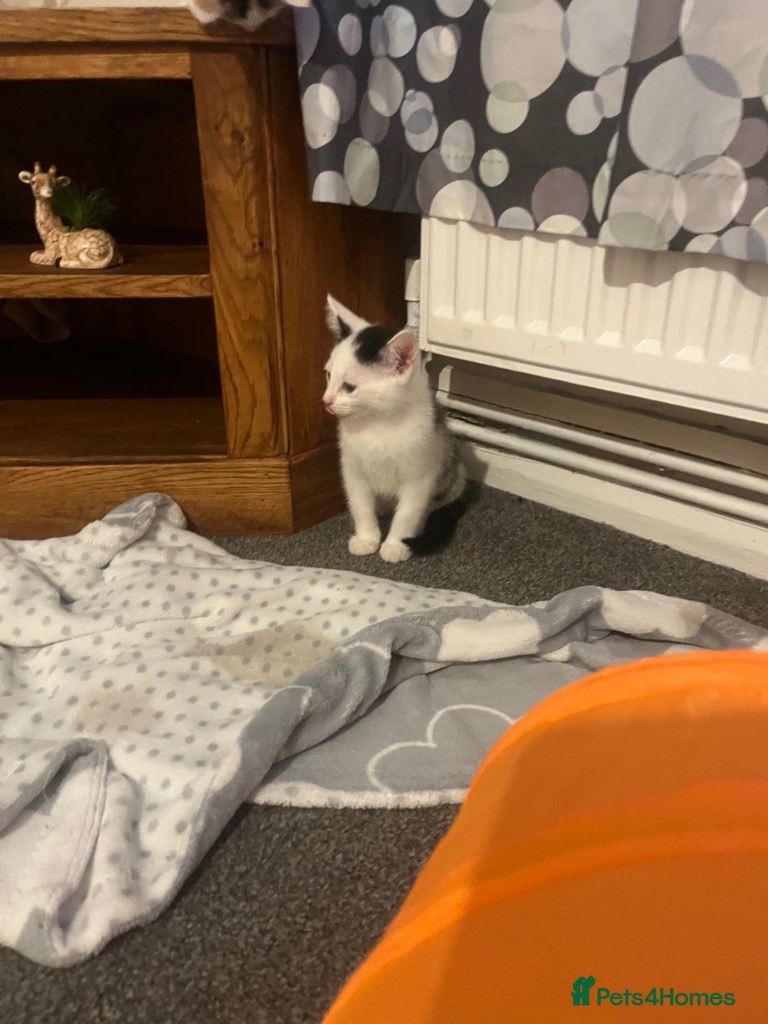 Mixed Breed cats for sale: Two beautiful kittens - Image 2