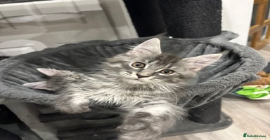 Maine Coon cats  TICA Maine Coon Kittens Ready Dec!  🎁  - Advert 2