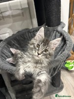 Maine Coon cats TICA Maine Coon Kittens Ready Dec! 🎁 - Advert 2
