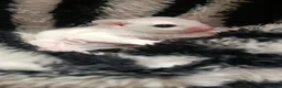 Sugar Glider rodents for sale: 💕Beautiful Leucistic Sugar Glider Baby Girl 💖 - Advert 6