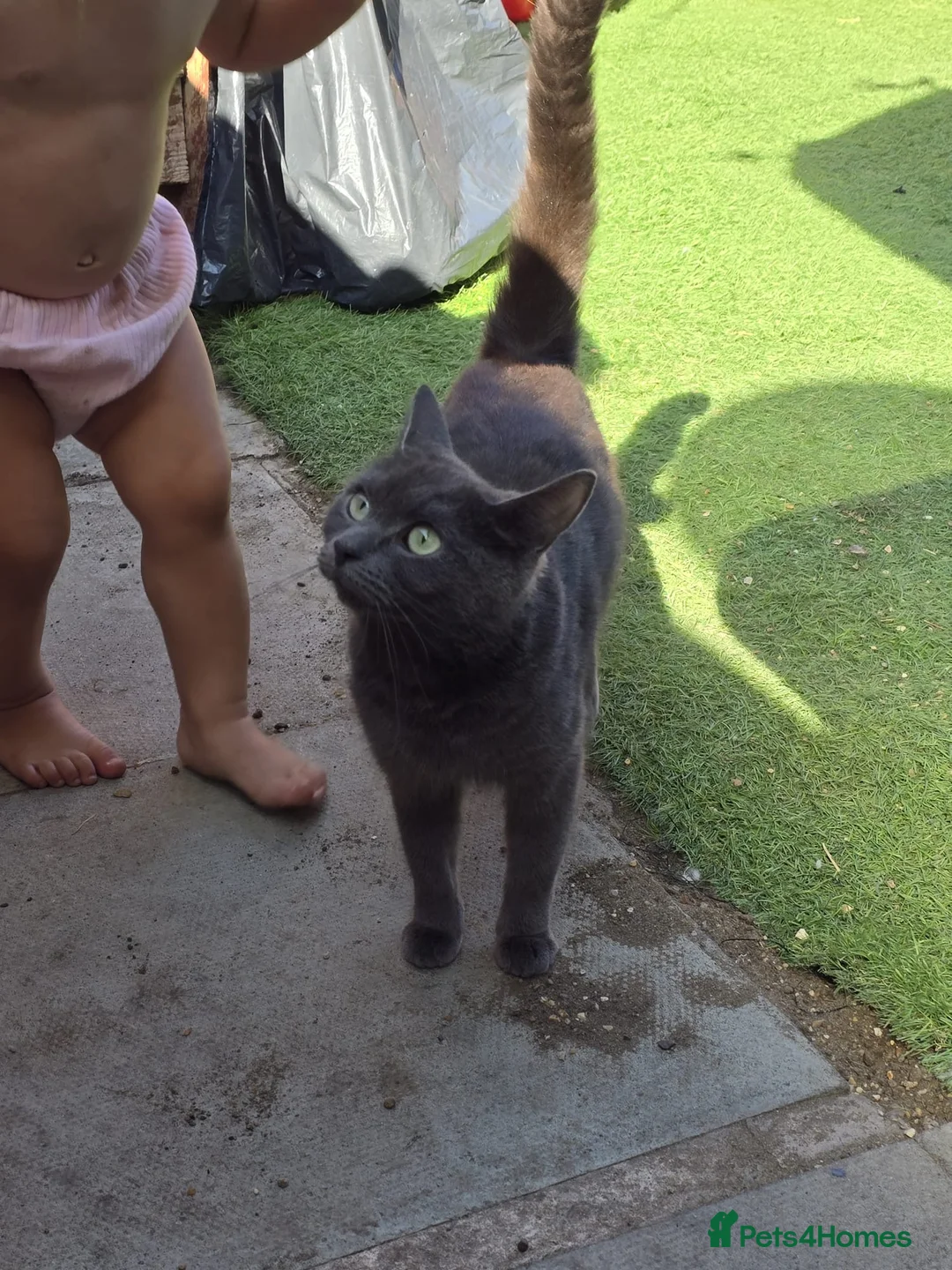 Mixed Breed cats for sale: 1/2 ragdoll  - Advert 1