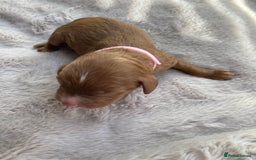 Mixed Breed dogs for sale: Cockapoo/Cavapoo Mix Puppies Available 10 Nov 25 - Image 32