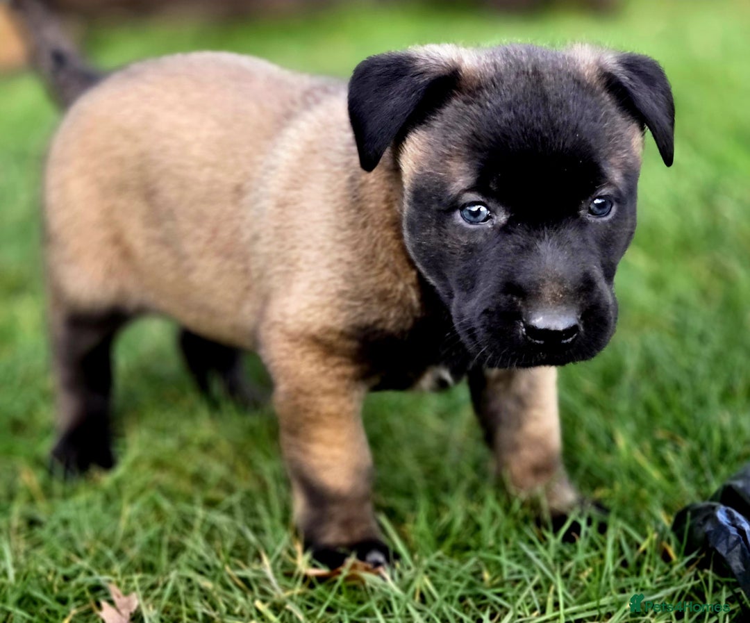 Belgian Shepherd Dog dogs for sale: Dutch Herder x Mali Pups 🔥 - Advert 2