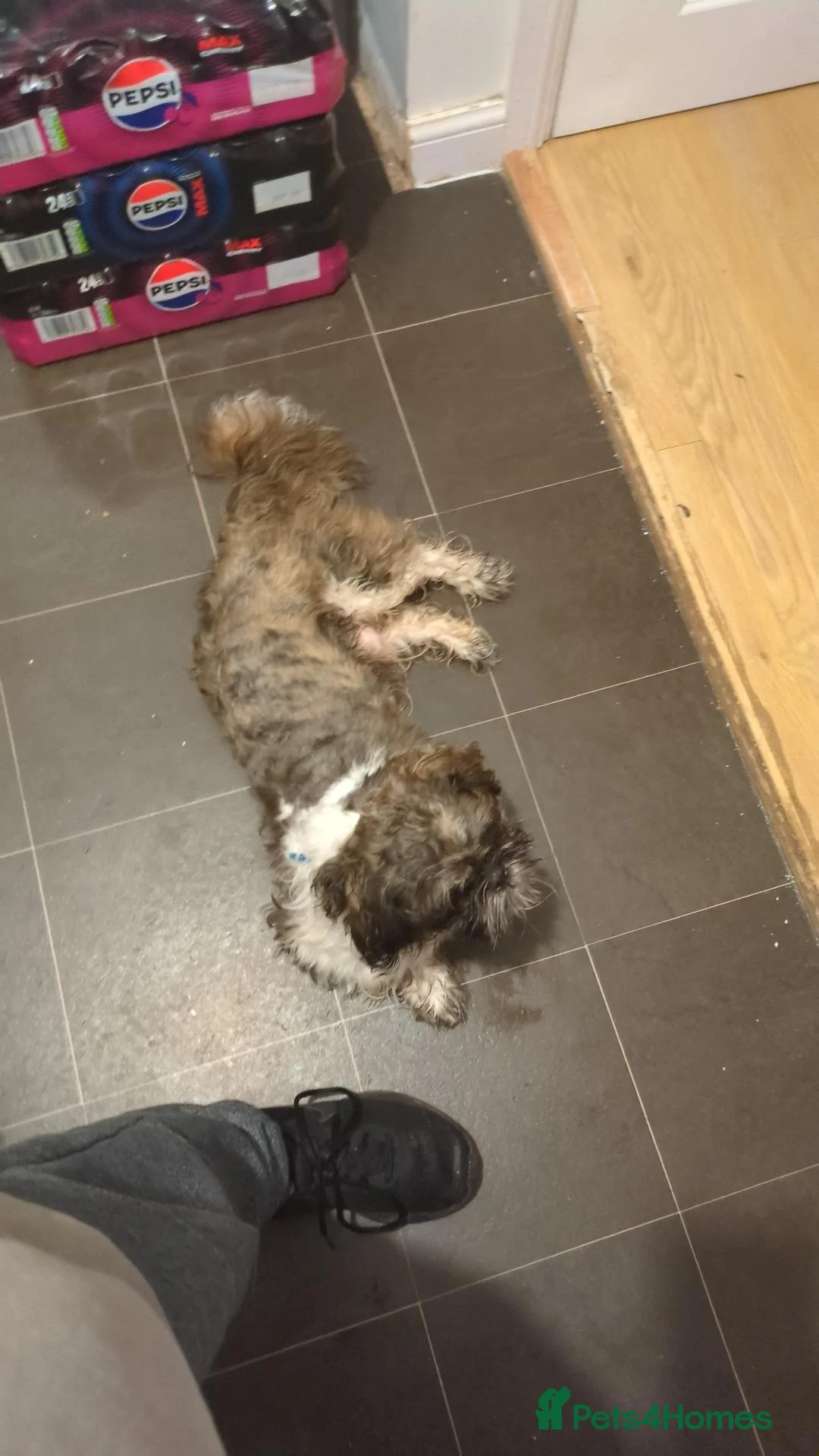 Shih Tzu dogs for sale: Shih tzu in Stratford-upon-Avon - Advert 6