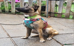 Mixed Breed dogs for adoption: HAZEL  Mixed Breed 8 months - Image 8