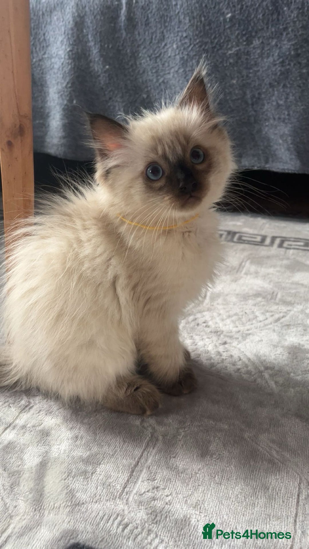 Ragdoll cats for sale: 4 kittens looking for a new home. - Image 2