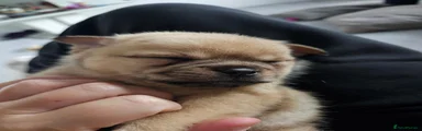 Mixed Breed 2
