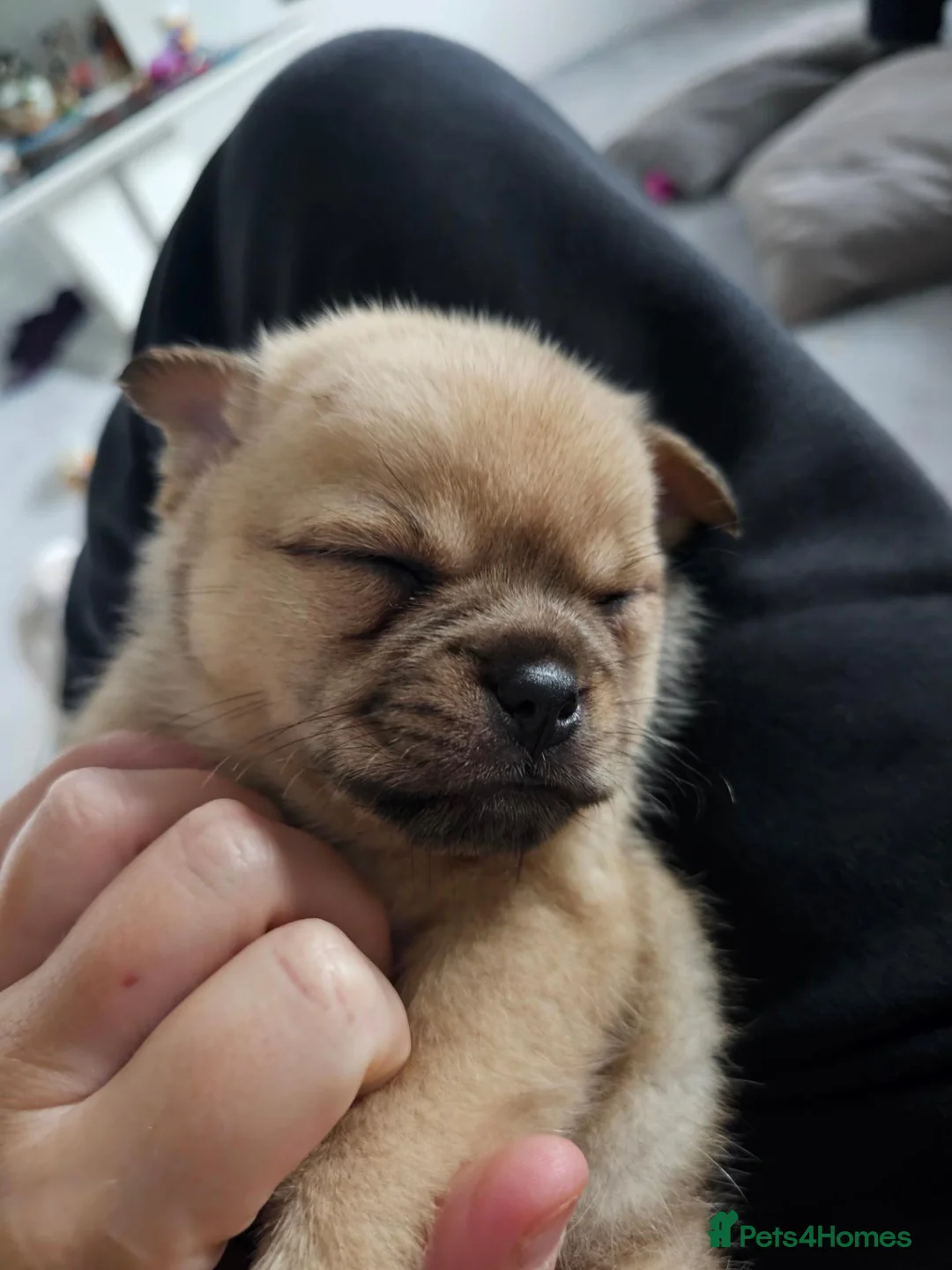 Mixed Breed dogs for sale: Frug cross pomeranian puppies  in Nottingham - Advert 2