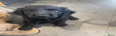 Black boy pup