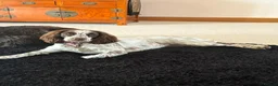 Sprocker dogs for sale: 2.5 year old female sprocker spaniel - Advert 5