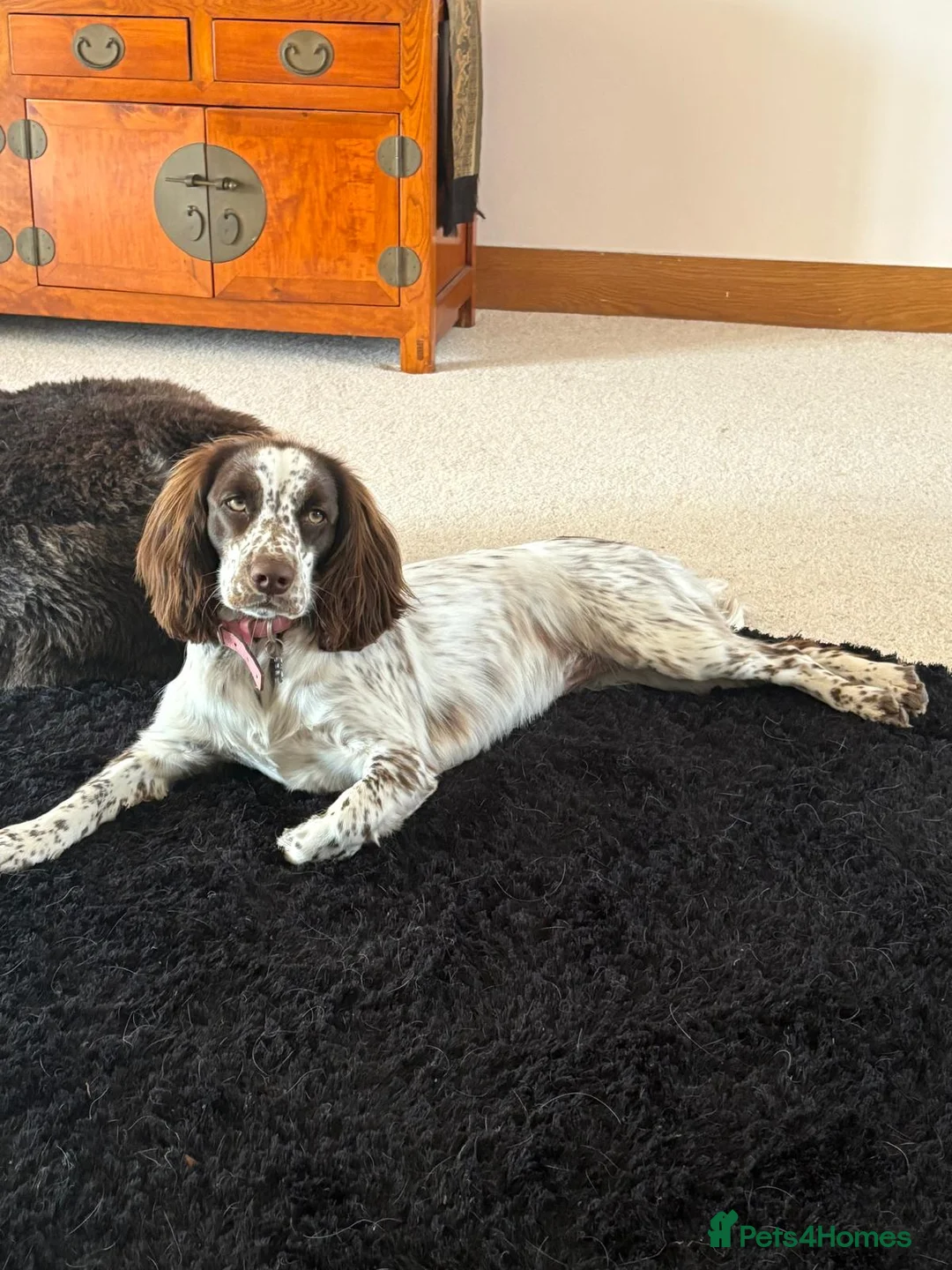 Sprocker dogs for sale: 2.5 year old female sprocker spaniel - Advert 5