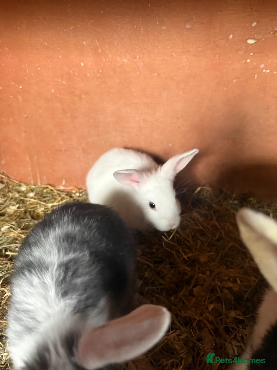 Mixed Breed rabbits for sale: Rabbits for sale in Lincoln - Advert 2