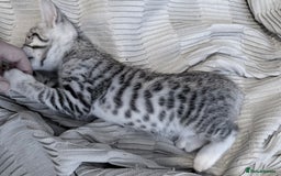 Bengal cats for sale: bengal kittens - Image 7