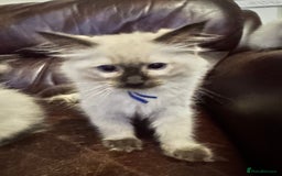 Ragdoll cats for sale: Sapphire's Ragdolls - Image 34