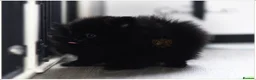 Pomeranian dogs for sale: RKC DNA MINIATURE SHORT MUZZLE DOUBLE COAT POMS - Advert 5
