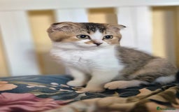 Scottish Fold cats for sale: TICA registered Scottish Fold ready to collect  - Image 4