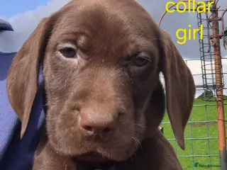 Mixed Breed dogs Pointador's (Lab x GSP) - Advert 4