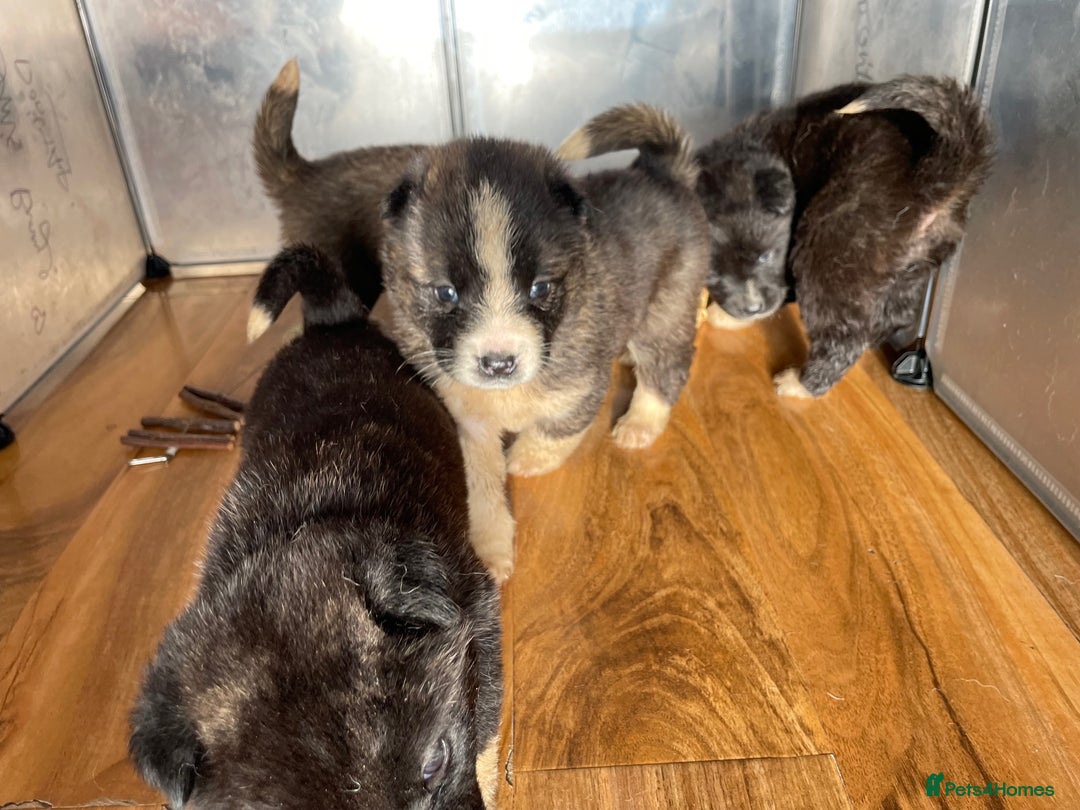 Akita dogs for sale: Stunning American Akita puppy (*LAST 1,  REDUCED*) - Advert 9